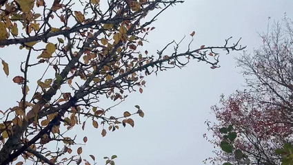 How Amazing She Piss